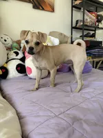 Pugsley, a male Pug for sale in San Gabriel, CA – 1 of 10