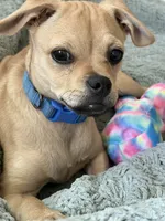 Pugsley, a male Pug for sale in San Gabriel, CA – 4 of 10