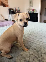 Pugsley, a male Pug for sale in San Gabriel, CA – 2 of 10