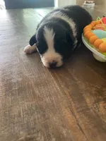 Miranda, a female Miniature Australian Shepherd for sale in Rusk, TX – Photo 2 of 3