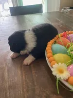 Miranda, a female Miniature Australian Shepherd for sale in Rusk, TX – Photo 3 of 3