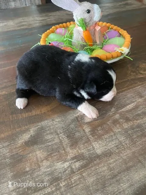 Miranda – Miniature Australian Shepherd puppy for sale in Rusk, TX