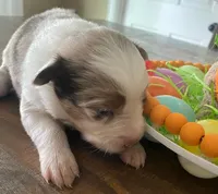 Reba, a female Miniature Australian Shepherd for sale in Rusk, TX – Photo 2 of 3