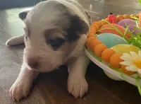 Reba, a female Miniature Australian Shepherd for sale in Rusk, TX – Photo 1 of 3