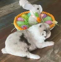 Reba, a female Miniature Australian Shepherd for sale in Rusk, TX – Photo 3 of 3