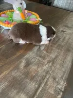 Blake, a male Miniature Australian Shepherd for sale in Rusk, TX – Photo 3 of 3