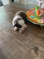 Blake, a male Miniature Australian Shepherd for sale in Rusk, TX – Photo 2 of 3