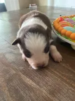 Blake, a male Miniature Australian Shepherd for sale in Rusk, TX – Photo 1 of 3