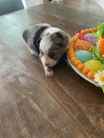 Taylor, a female Miniature Australian Shepherd for sale in Rusk, TX – Photo 3 of 3