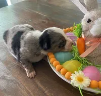 Taylor, a female Miniature Australian Shepherd for sale in Rusk, TX – Photo 2 of 3
