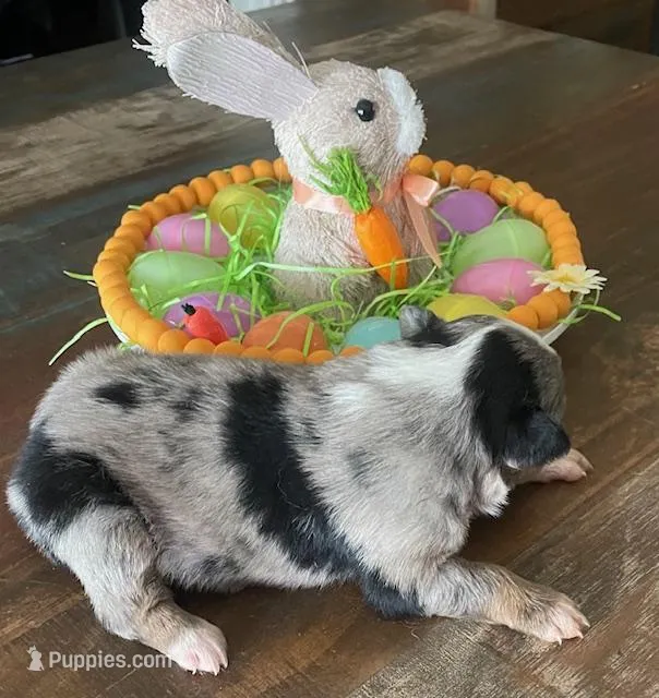 Taylor – Miniature Australian Shepherd puppy for sale in Rusk, TX