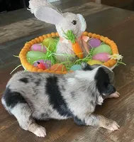 Taylor, a female Miniature Australian Shepherd for sale in Rusk, TX – Photo 1 of 3