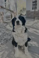 Riley, a female Bernese Mountain Dog for sale in New Haven, IN – 5 of 7