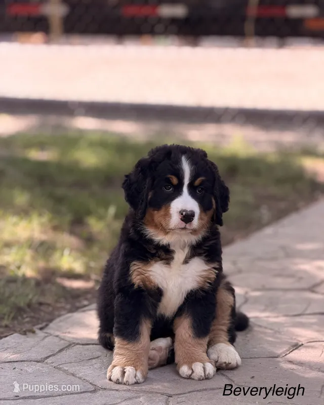 Beverleigh – Bernese Mountain Dog puppy for sale in New Haven, IN