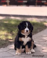 Beverleigh, a female Bernese Mountain Dog for sale in New Haven, IN – 1 of 1