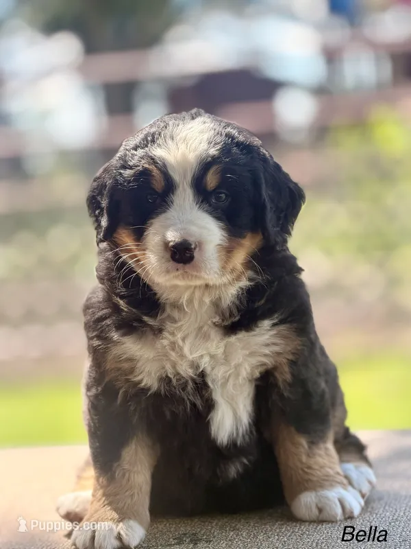 Bella – Bernese Mountain Dog puppy for sale in New Haven, IN