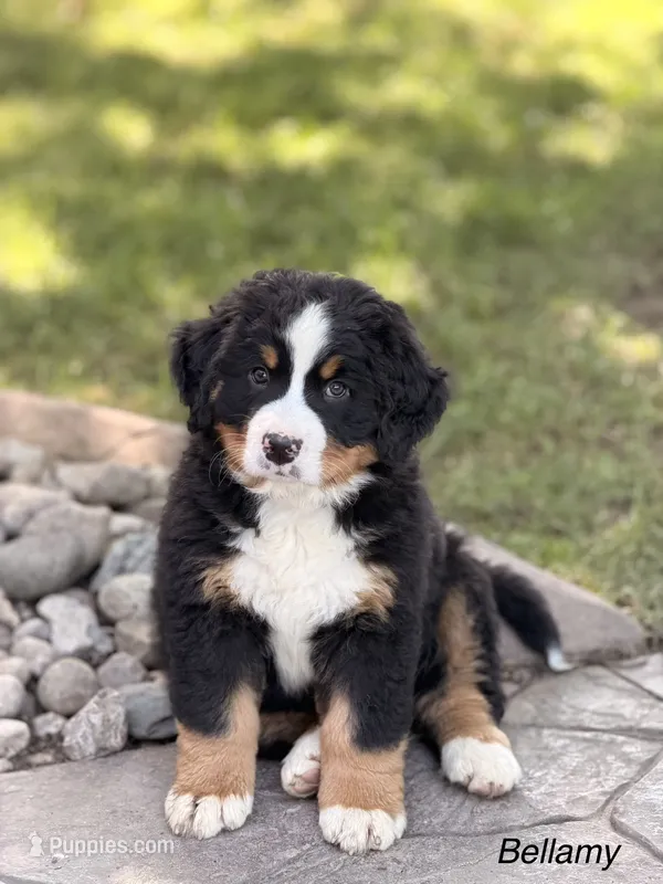Bellamy – Bernese Mountain Dog puppy for sale in New Haven, IN