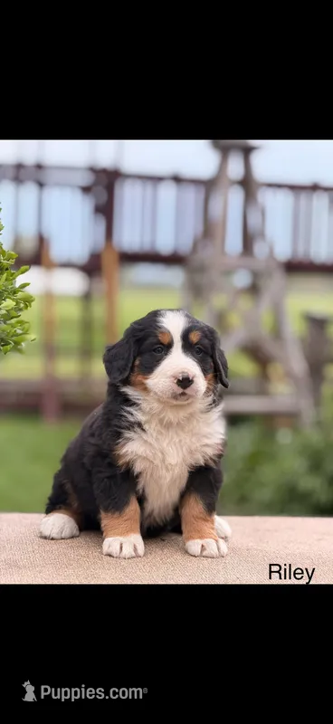 Riley – Bernese Mountain Dog puppy for sale in New Haven, IN