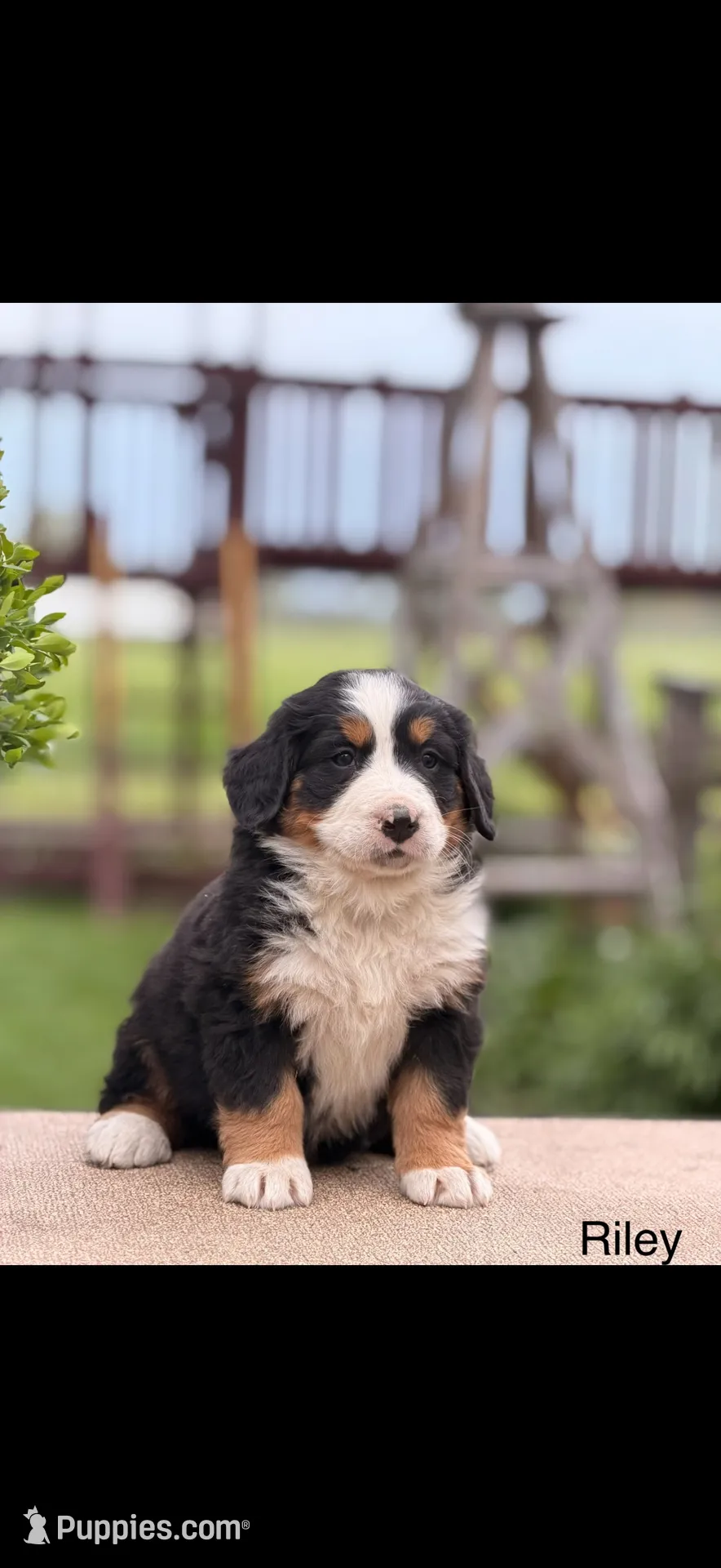 Riley, a female Bernese Mountain Dog for sale in New Haven, IN – 1 of 1