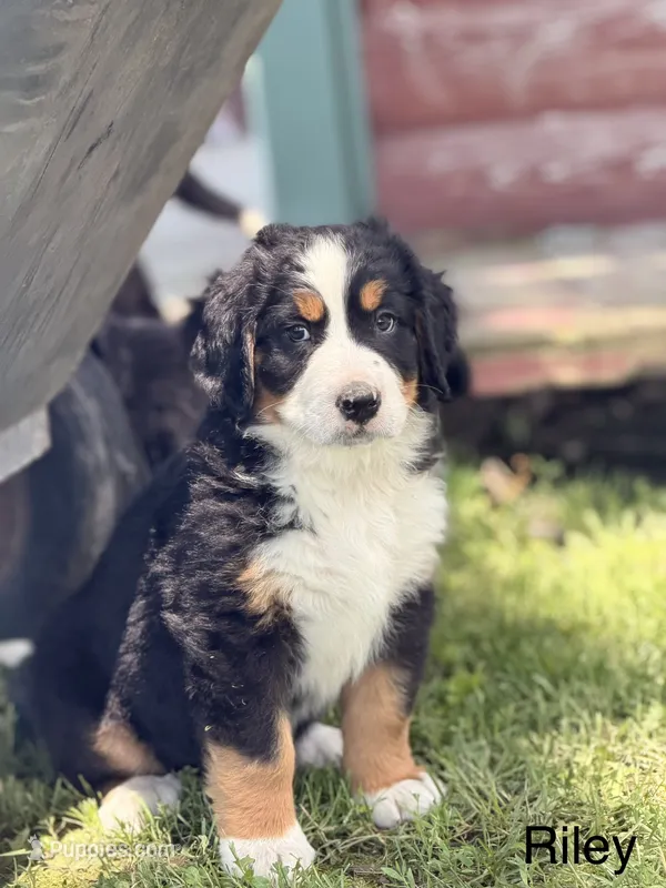 Riley – Bernese Mountain Dog puppy for sale in New Haven, IN