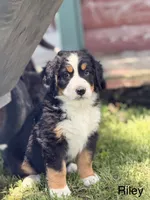 Riley, a female Bernese Mountain Dog for sale in New Haven, IN – 1 of 7