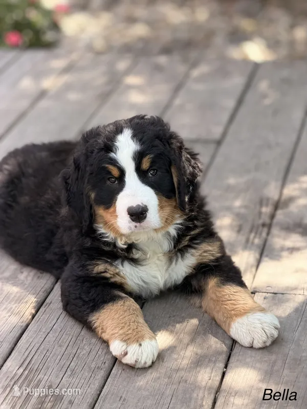 Bella – Bernese Mountain Dog puppy for sale in New Haven, IN
