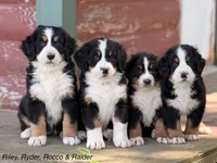 Riley, a female Bernese Mountain Dog for sale in New Haven, IN – 3 of 7