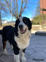 Riley, a female Bernese Mountain Dog for sale in New Haven, IN – 4 of 7