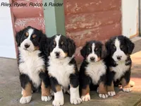 Rocco, a male Bernese Mountain Dog for sale in New Haven, IN – 7 of 7