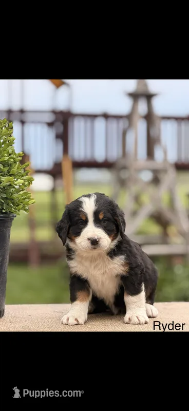 Ryder – Bernese Mountain Dog puppy for sale in New Haven, IN