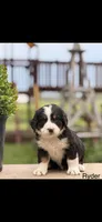 Ryder, a male Bernese Mountain Dog for sale in New Haven, IN – 1 of 1