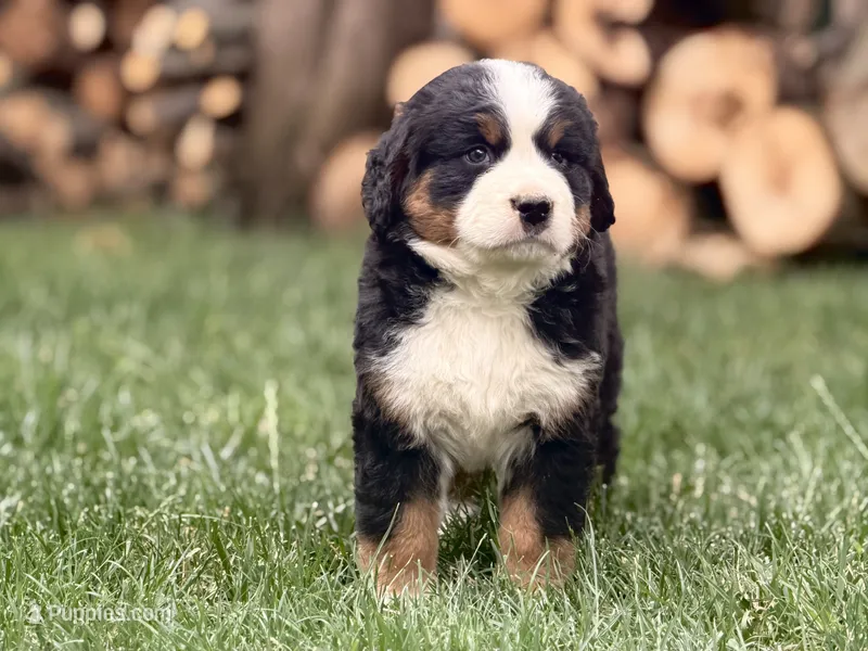 Annabel – Bernese Mountain Dog puppy for sale in New Haven, IN