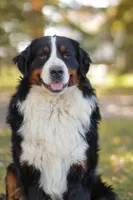 Ryder, a male Bernese Mountain Dog for sale in New Haven, IN – 6 of 7