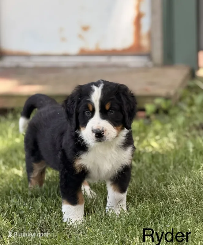 Ryder – Bernese Mountain Dog puppy for sale in New Haven, IN