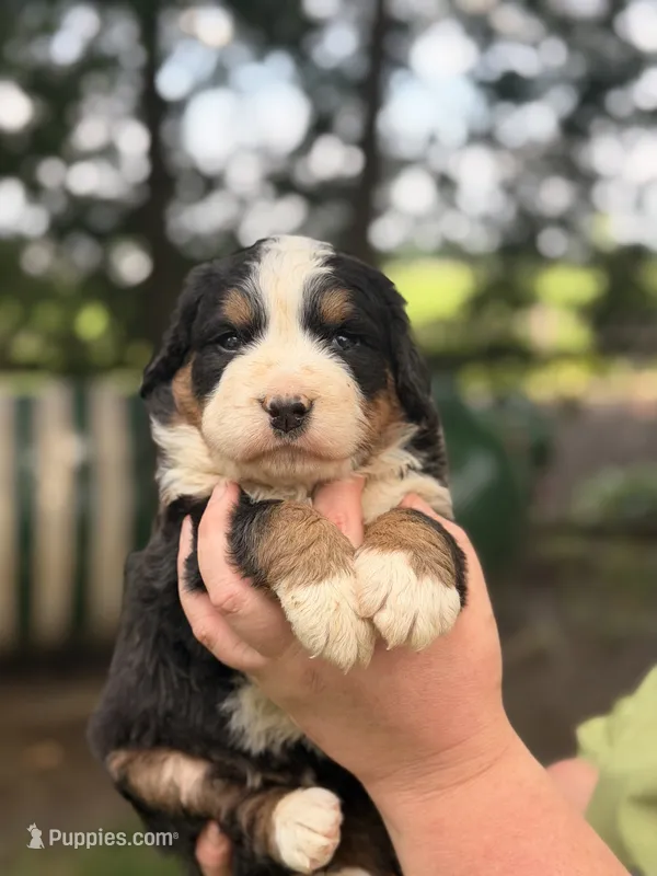 Reign – Bernese Mountain Dog puppy for sale in New Haven, IN