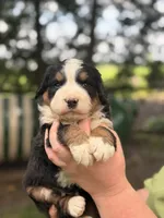 Reign, a female Bernese Mountain Dog for sale in New Haven, IN – 1 of 4