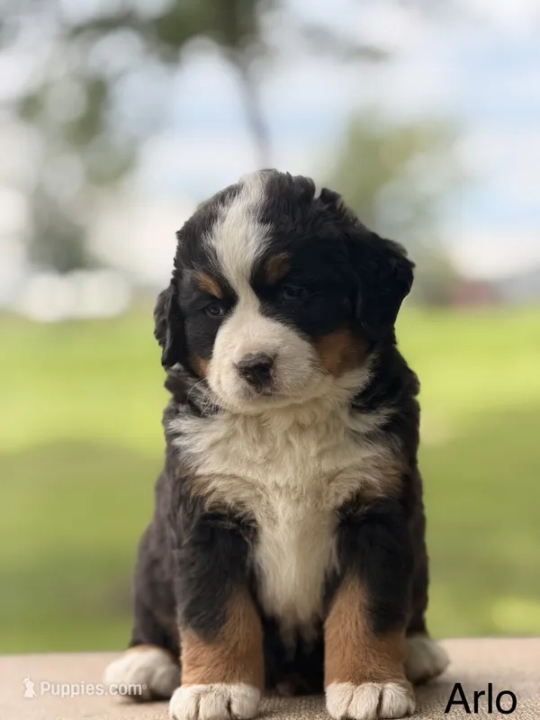 Arlo – Bernese Mountain Dog puppy for sale in New Haven, IN