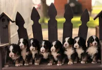Reign, a female Bernese Mountain Dog for sale in New Haven, IN – 2 of 4