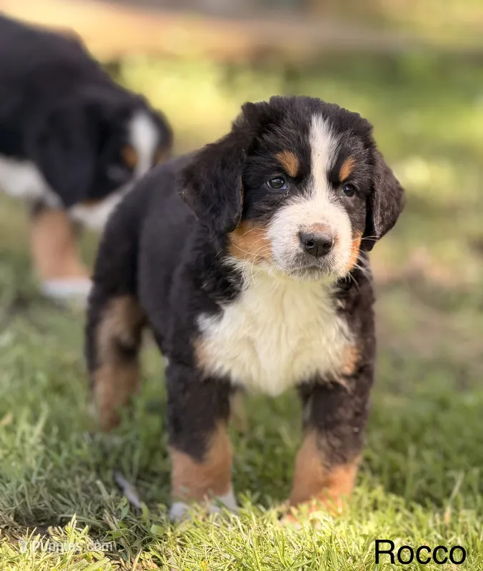 Rocco – Bernese Mountain Dog puppy for sale in New Haven, IN