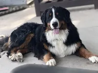 Reign, a female Bernese Mountain Dog for sale in New Haven, IN – 3 of 4