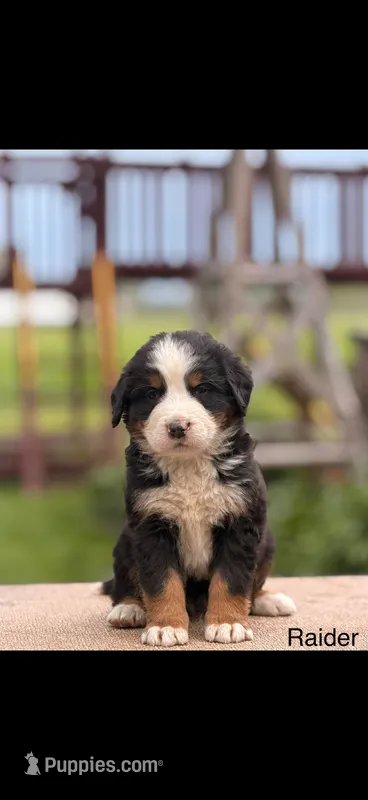 Raider – Bernese Mountain Dog puppy for sale in New Haven, IN