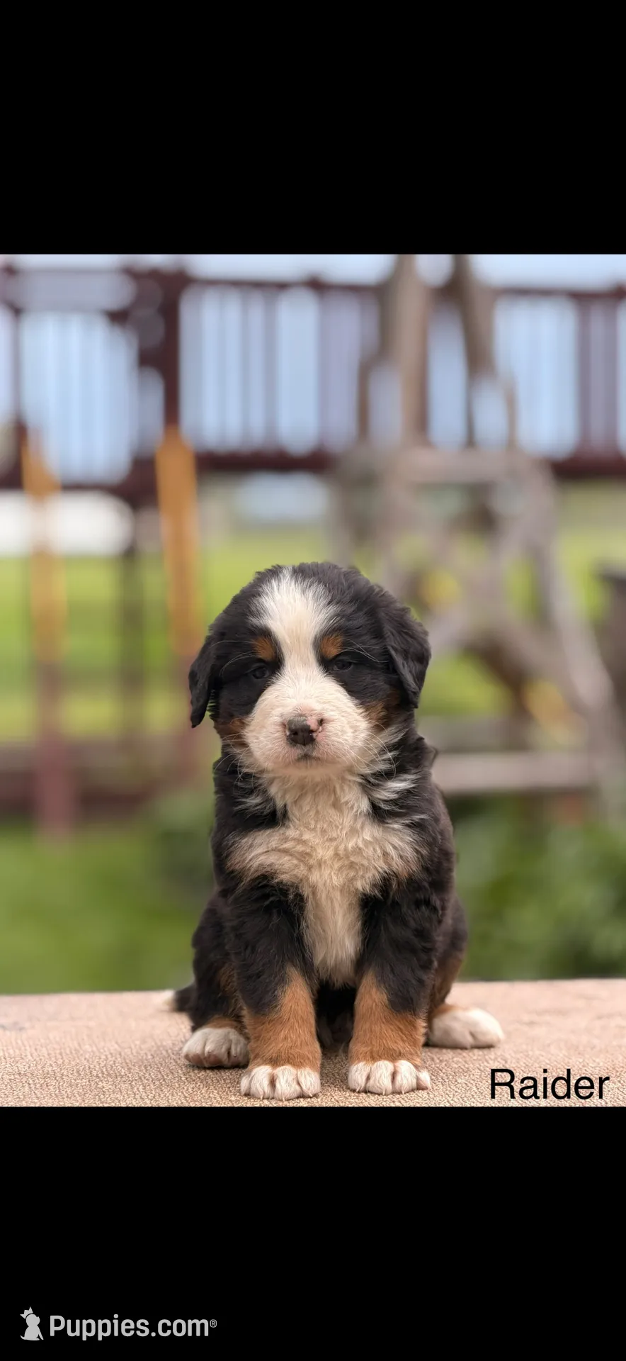 Raider, a male Bernese Mountain Dog for sale in New Haven, IN – 1 of 1