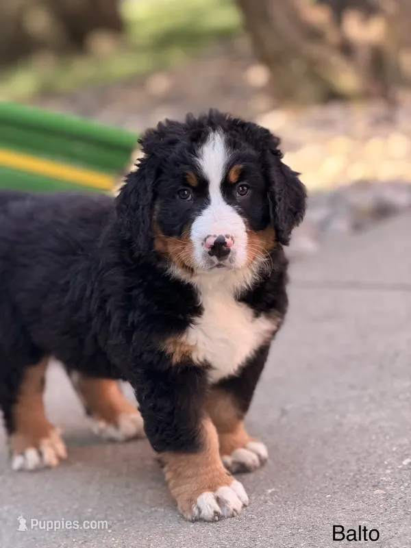 Balto – Bernese Mountain Dog puppy for sale in New Haven, IN