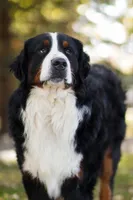 Ryder, a male Bernese Mountain Dog for sale in New Haven, IN – 5 of 7