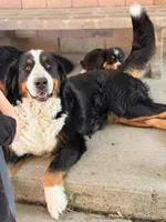 Reign, a female Bernese Mountain Dog for sale in New Haven, IN – 4 of 4