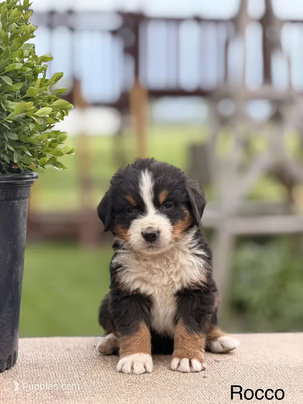 Rocco – Bernese Mountain Dog puppy for sale in New Haven, IN