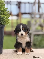 Rocco, a male Bernese Mountain Dog for sale in New Haven, IN – 1 of 1