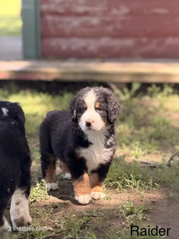 Raider – Bernese Mountain Dog puppy for sale in New Haven, IN