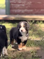 Raider, a male Bernese Mountain Dog for sale in New Haven, IN – 1 of 7