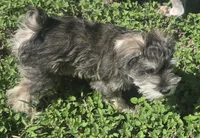 Mini, a female Miniature Schnauzer for sale in Houston, TX – 4 of 10